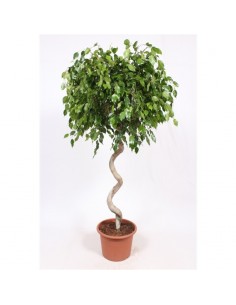Pianta Ficus benjamina...