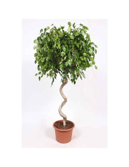 Vendita Ficus benjamina Exotica 40cm-Piante da Cespuglio|Mondo Piante