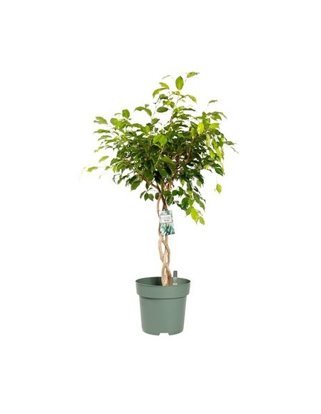 Vendita Pianta Ficus benjamina-Piante da Cespuglio |Mondo Piante