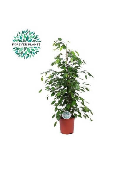 Tradescantia Plant for Sale - Bush Plants Online | Mondo Piante