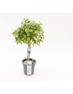 copy of Tradescantia Plant