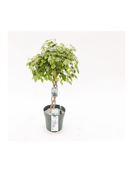 Vendita Pianta Ficus Golden King 27cm-Piante da Cespuglio|Mondo Piante