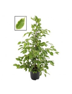 Pianta Ficus benjamina...
