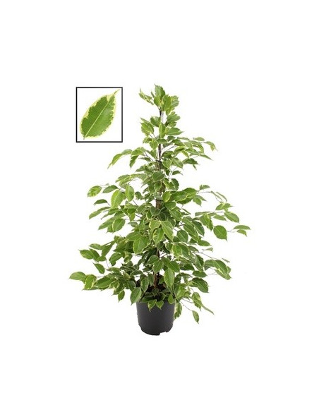 Vendita Pianta Ficus Golden King 21cm-Piante da Cespuglio|Mondo Piante