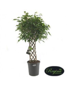 Pianta Ficus benjamina Vaso...