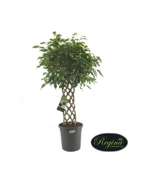 Vendita Pianta Ficus benjamina 31cm-Piante da Cespuglio|Mondo Piante