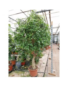 Pianta Ficus benjamina...