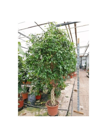 Vendita Ficus tronco intrecciato 60cm-Piante da Cespuglio |Mondo Piante