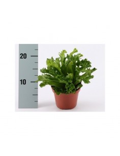 Pianta Asplenium Antiquum...