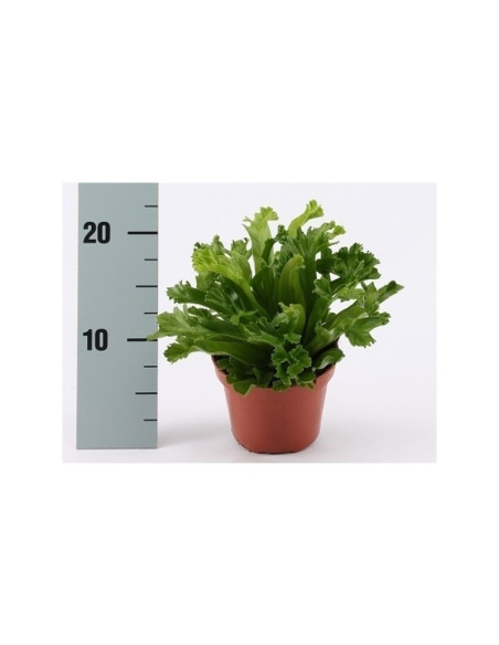 Vendita Pianta Asplenium Antiquum Leslie Vaso 12cm|Mondo Piante