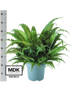 Pianta Asplenium Antiquum...