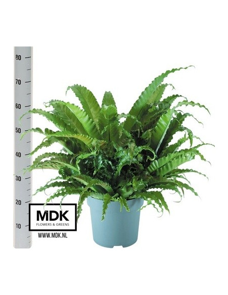 Vendita Pianta Asplenium Antiquum Osaka-Piante Verdi|Mondo Piante