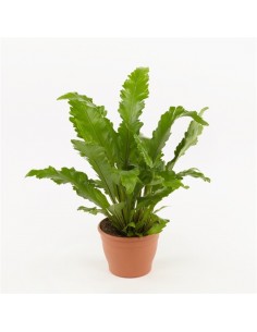 Pianta Asplenium nidus...