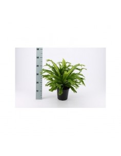 Pianta Asplenium nidus...