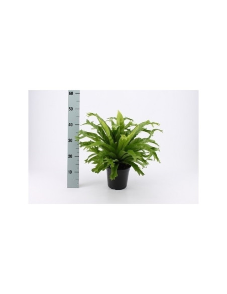 Sale of Alocasia Tree-Green Plants | World of Plants