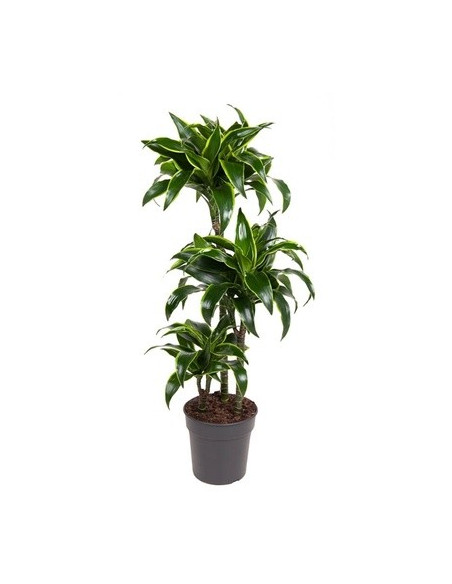 Vendita Pianta Dracaena-Piante Verdi|Mondo Piante