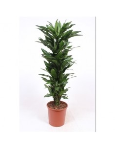 copy of Dracaena plant