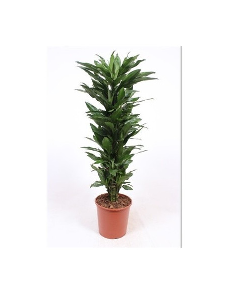Vendita Pianta Dracaena  fr.Der.Janet Lind-Piante Verdi|Mondo Piante