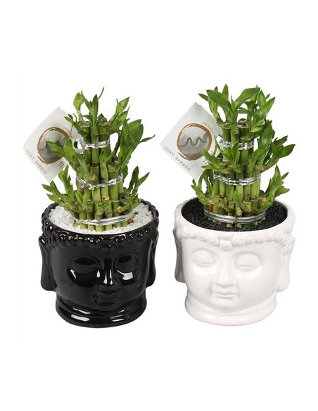 Vendita Lucky Bamboo Vaso Buddha-Piante Verdi|Mondo Piante