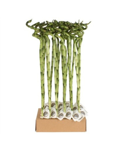 Vendita Lucky Bamboo a Spirale 80 cm | Mondo Piante