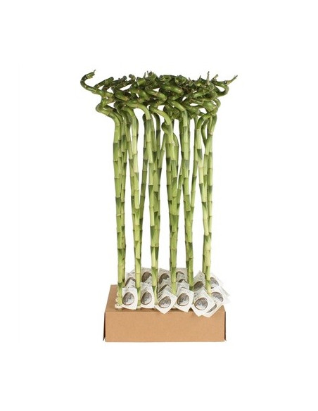 Vendita Lucky Bamboo a Spirale 80 cm | Mondo Piante