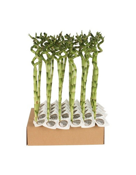 Vendita Lucky Bamboo a Spirale 40 cm-Piante Verdi|Mondo Piante