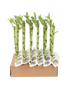 Lucky Bamboo 40/50cm...