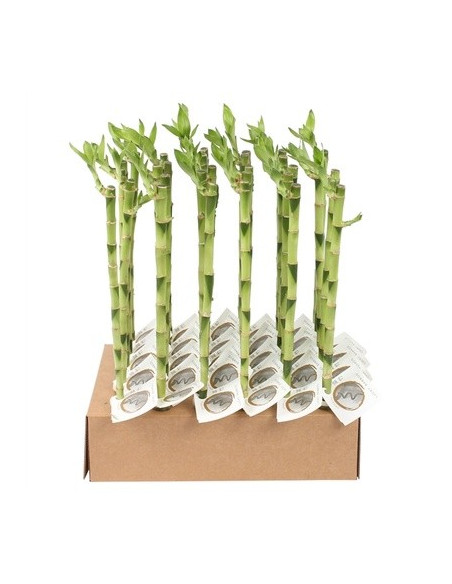 Vendita Lucky Bamboo 40/50cm dritti-Piante Verdi|Mondo Piante
