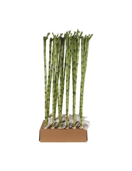 Vendita Lucky Bamboo 90cm Dritti-Piante Verdi|Mondo Piante