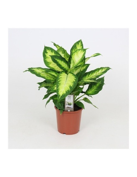 Vendita Pianta Dieffenbachia Camilla Vaso 17cm|Mondo Piante