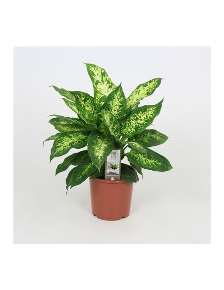 Vendita Pianta Dieffenbachia Compacta Vaso 17cm-Verdi|Mondo Piante