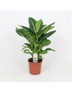 Pianta Dieffenbachia Green...