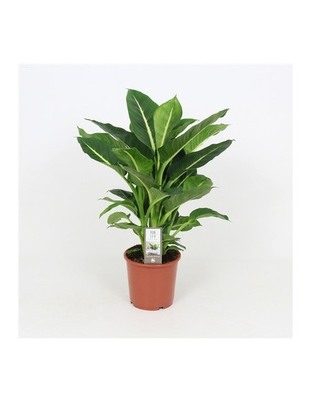 Vendita Pianta Dieffenbachia Green Magic-Piante Verdi|Mondo Piante