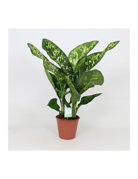 Vendita Pianta Dieffenbachia Crown-Piante Verdi|Mondo Piante