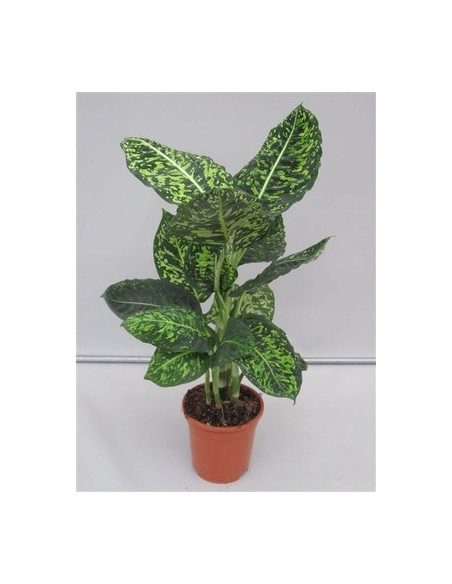 copy of Pianta Dieffenbachia Camilla Vaso 9cm