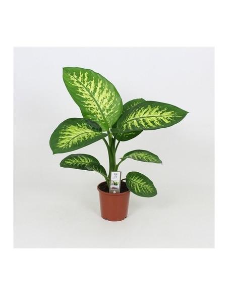 copy of Pianta Dieffenbachia Camilla Vaso 9cm