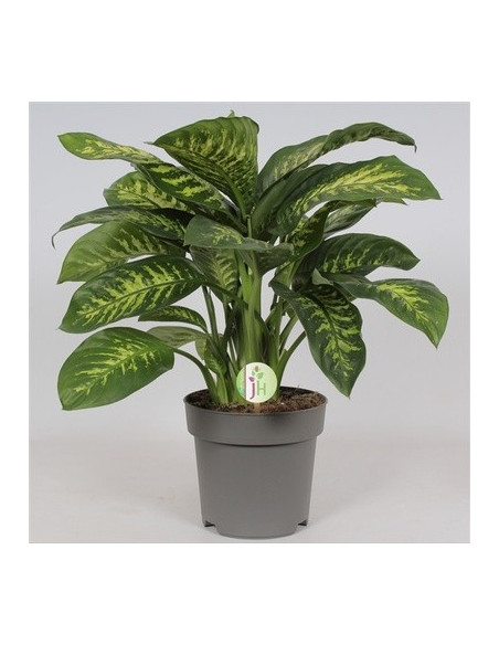 Vendita Pianta Dieffenbachia Seguine Reeva-Piante Verdi|Mondo Piante