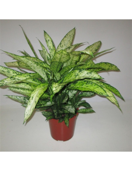 copy of Pianta Dieffenbachia Camilla Vaso 9cm
