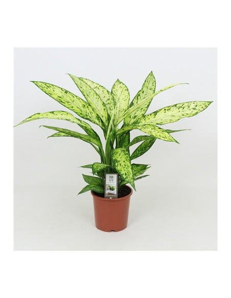 Vendita Pianta Dieffenbachia Vesuvius-Piante Verdi|Mondo Piante