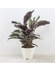 Pianta Calathea Fusion... 2