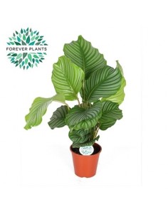 Pianta Calathea...