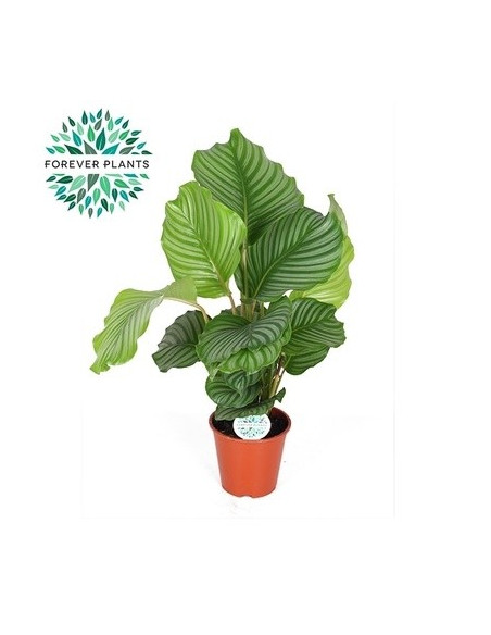 Vendita Pianta di Calathea Orbifolia 12cm-Piante Verdi|Mondo Piante