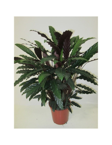 Vendita Pianta di Calathea RufibarbaVaso 27-Piante Verdi|Mondo Piante