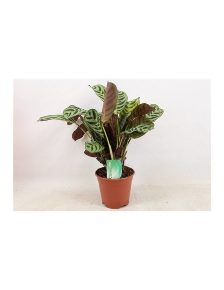 Vendita Pianta di Ctenanthe burle marxii Vaso 14|Mondo Piante