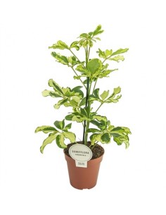 Pianta Schefflera arb....