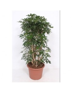 Pianta Schefflera arb....