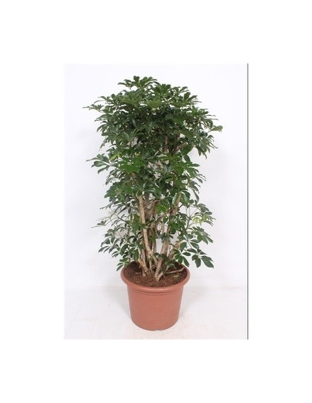 Vendita Pianta Schefflera Compacta Ramificata-Piante Verdi|Mondo Piante