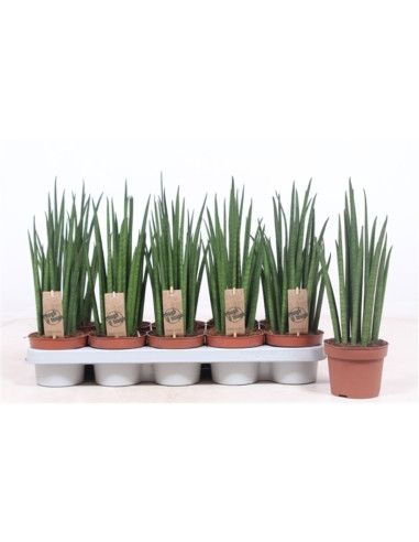 Vendita Sanseveria bacularis Vaso 10.5cm-Piante Verdi|Mondo Piante