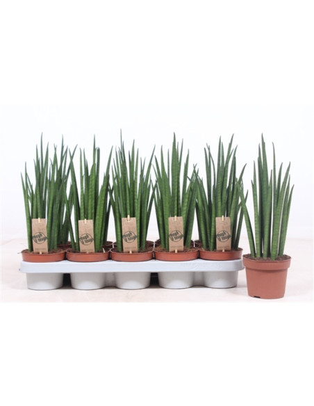 Vendita Sanseveria bacularis Vaso 10.5cm-Piante Verdi|Mondo Piante