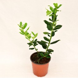 Ilex Nellie Steven Plant